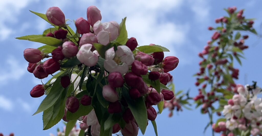 Historic Garden Inspiration & National Trust Blossom
