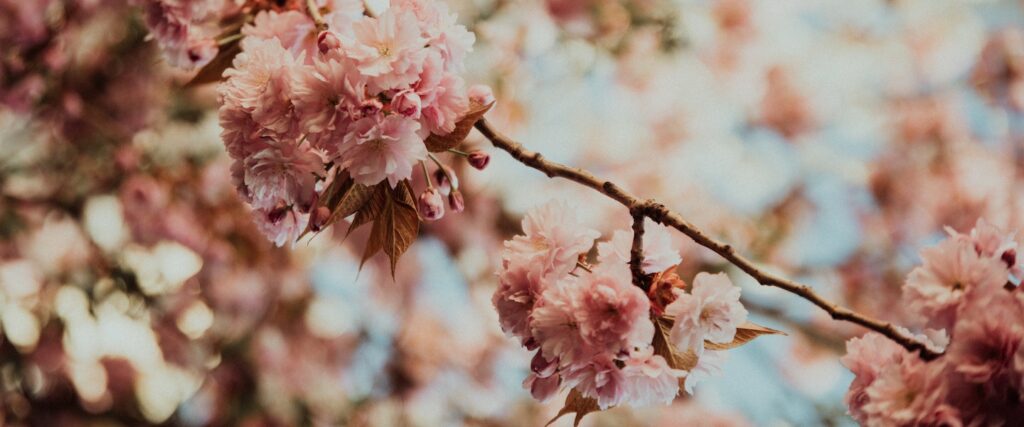 Blossom Watch With The National Trust