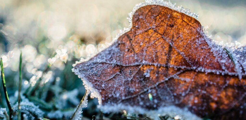 Winter: The Essential Season for Landscaping, paving & garden Prep