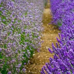 Hidcote Flagstones win Award at RHS Hampton Court