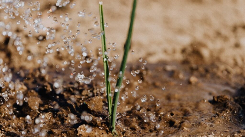 January Gardening Jobs: New Year, New Growth