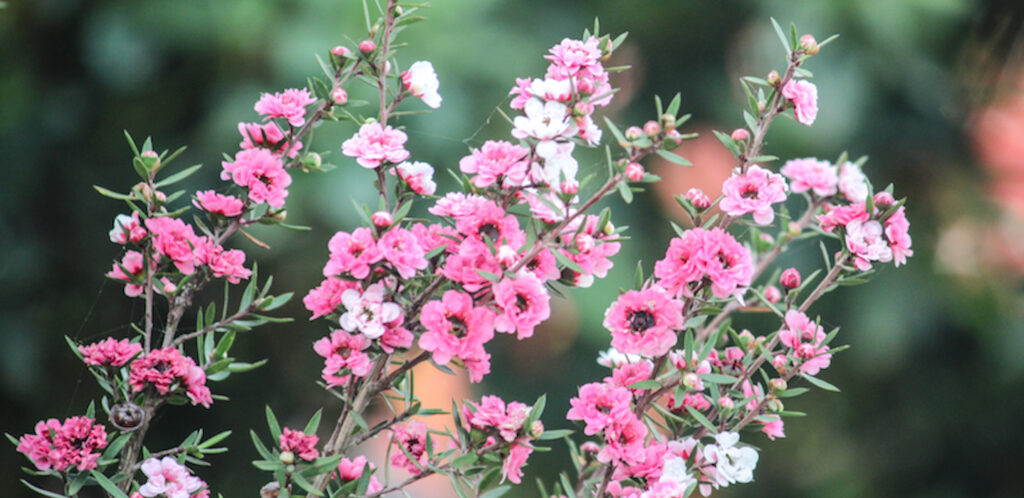 July Gardening Jobs