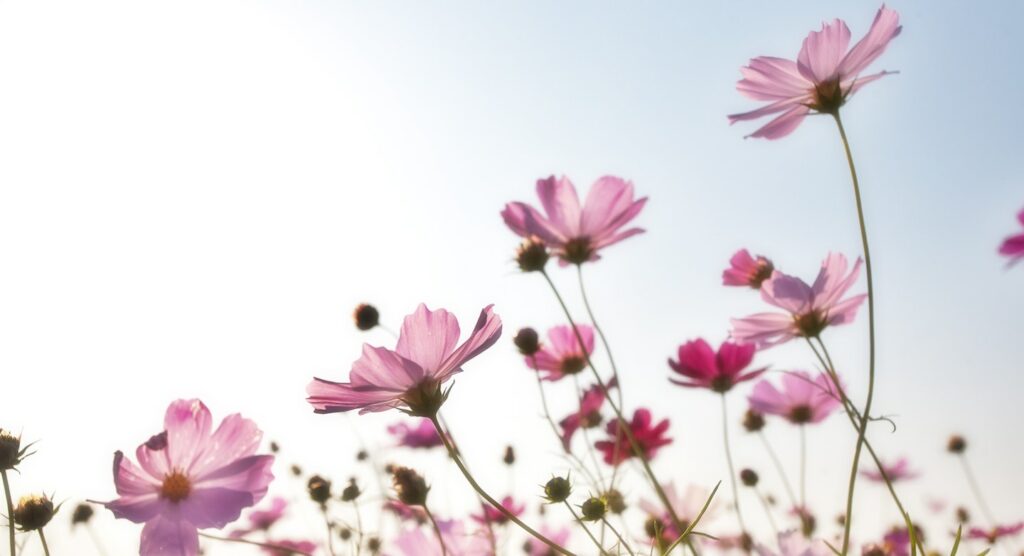 June Gardening Jobs