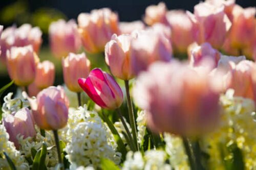 March Gardening Jobs