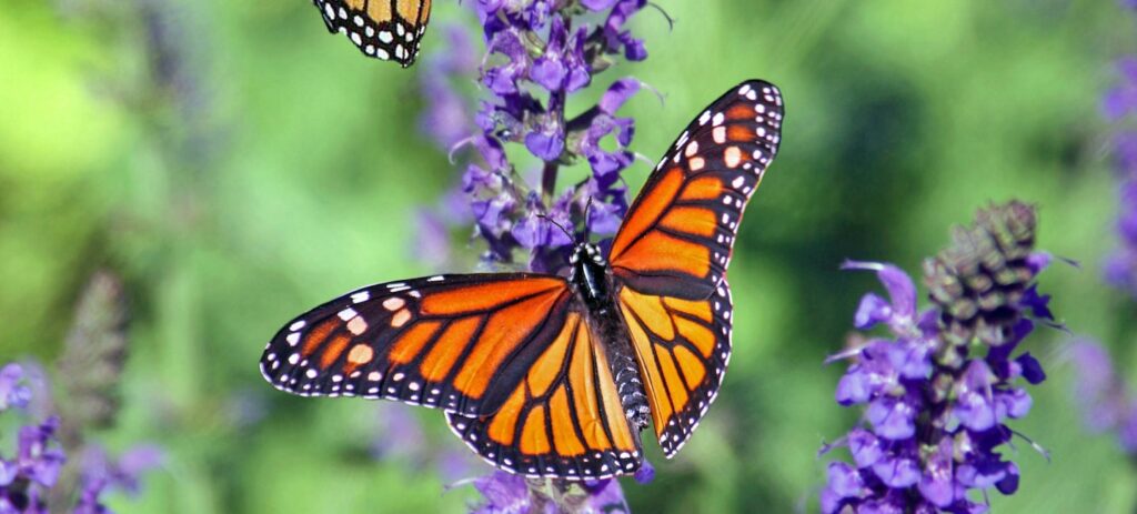 How to Create a Sensory Garden